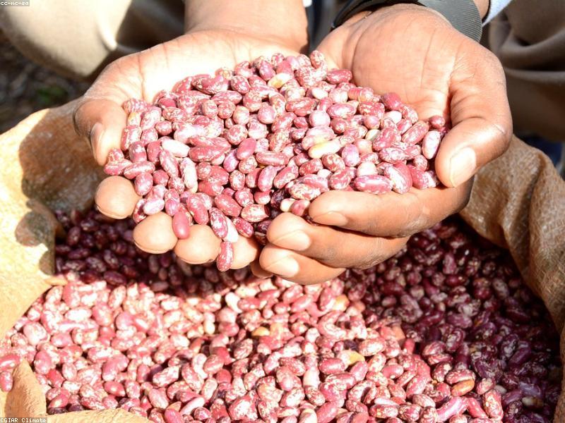Mature, drought-resistant sorghum crops in a commercial field in Ghana.