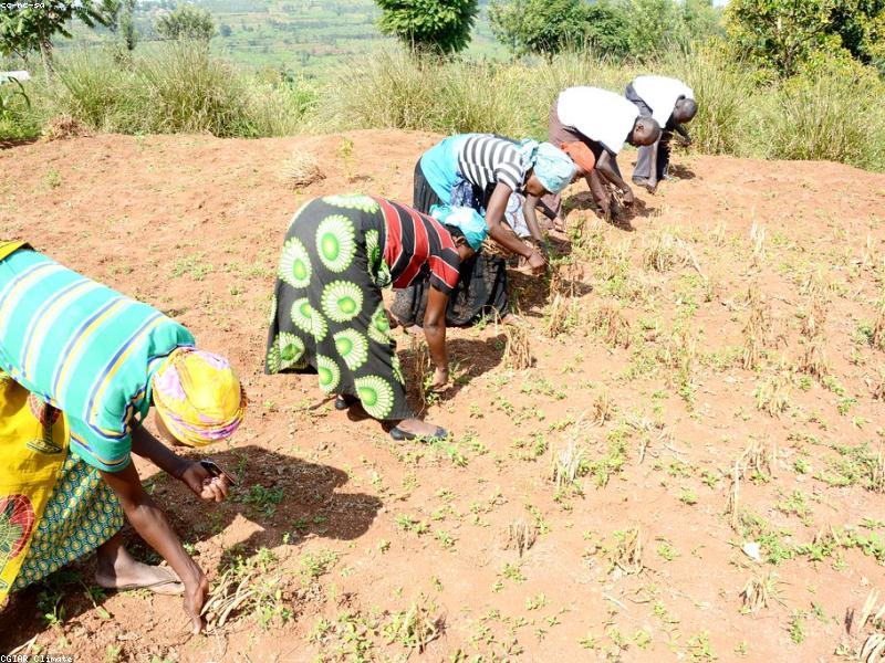 Ghanaian farmer using smartphone technology for crop traceability.
